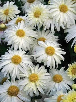 White & Yellow Chrysanthemum Flower seeds for Planting - Sun Loving, Heirloom & GMO Free Seeds for Home Garden
 
 Sale for planting in home garden.