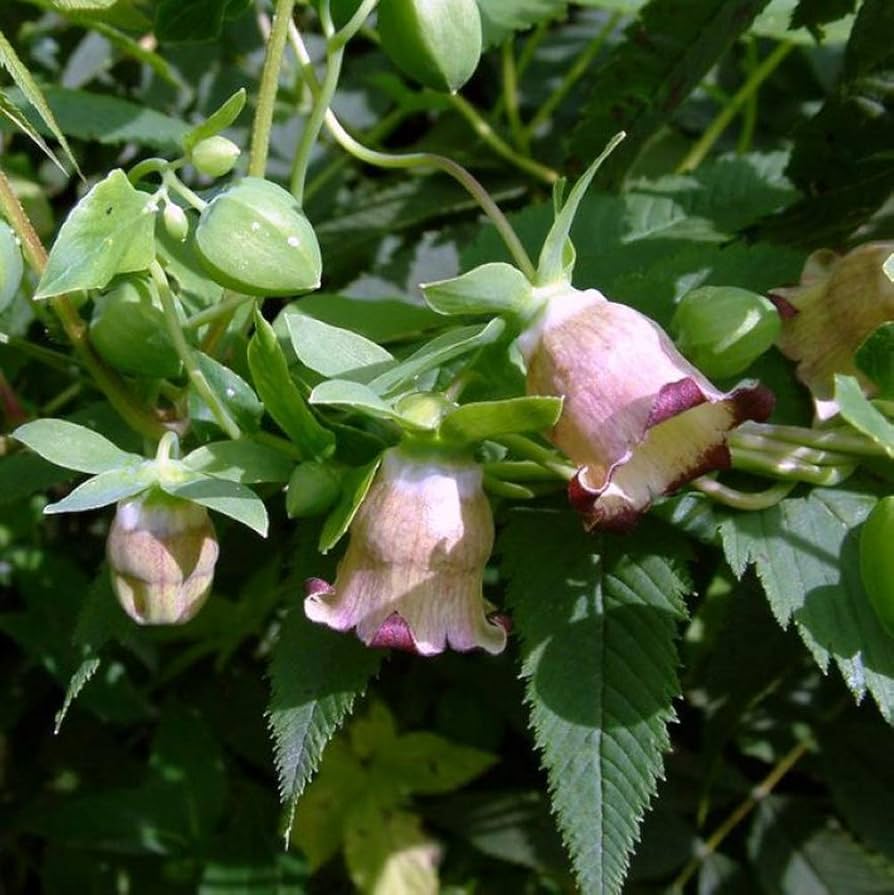 Codonopsis Codonopsis pilosula for planting in herbal garden