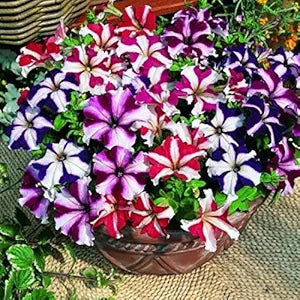 Mixed Petunia Violacea Flower Petunia violacea for planting in flower bed