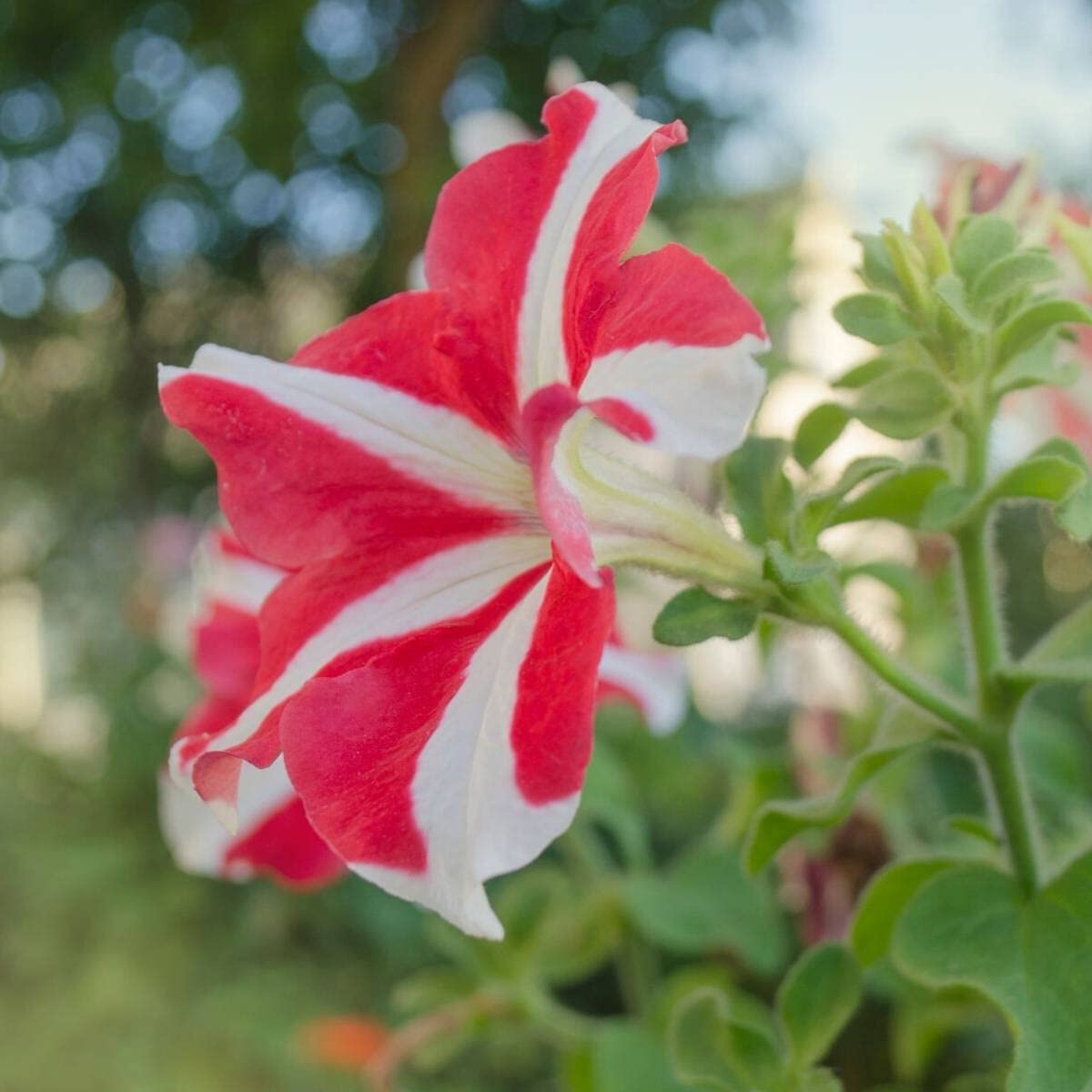 Petunia Confetti Tango Red Star for planting in flower bed