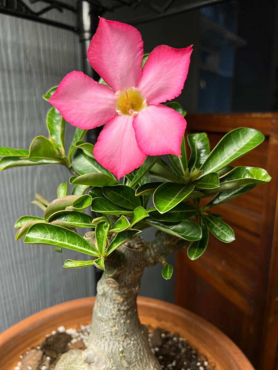 Adenium Seeds For Planting Desert Roses - Tropical Variety