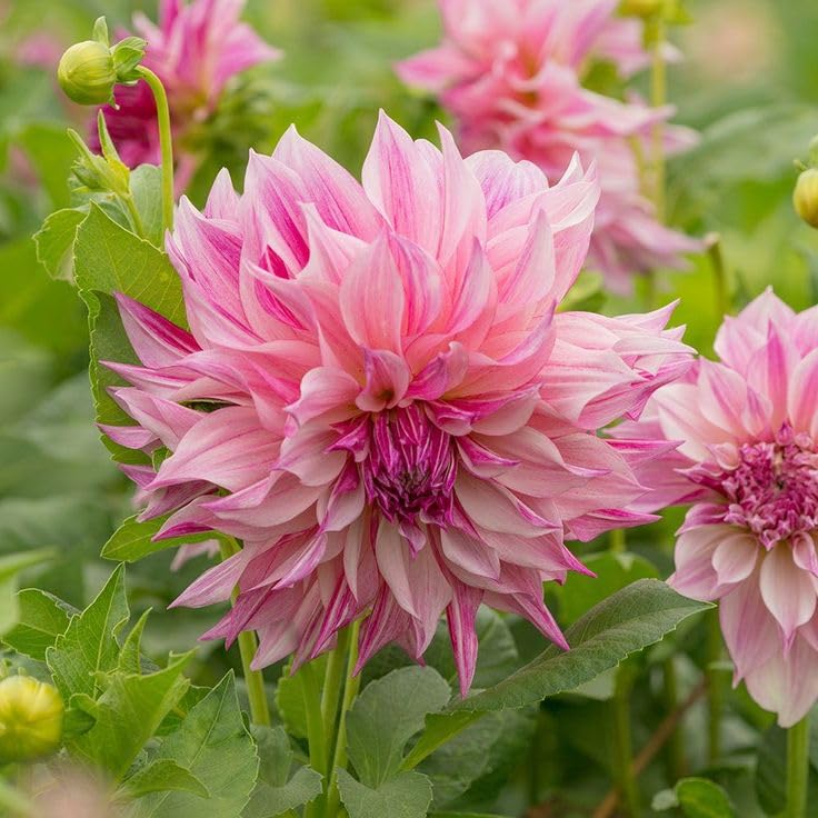 Dahlia Pinnata Dahlia pinnata for planting in flower garden
