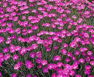 Dianthus Maiden Pink for planting in home garden