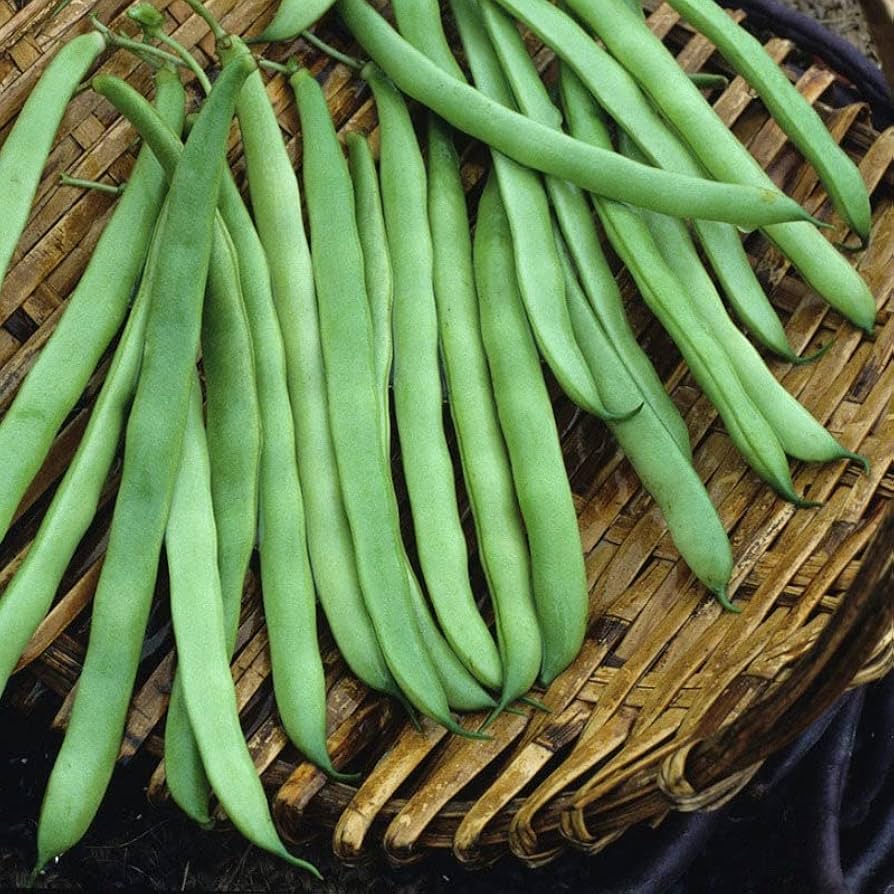 Kentucky Wonder Brown Pole Beans for vegetable garden planting