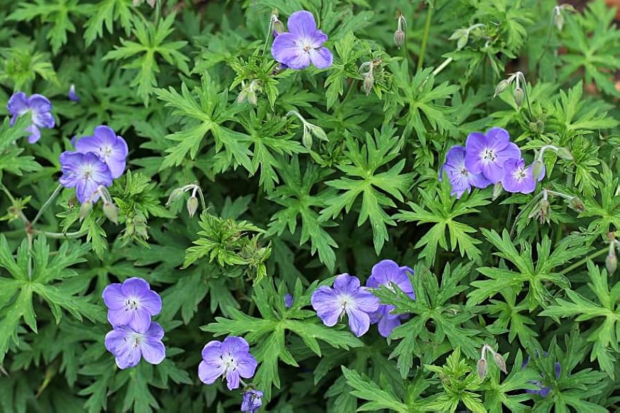 Geranium Ssp Blue Geranium Geranium spp. Seeds for Planting - Order Now