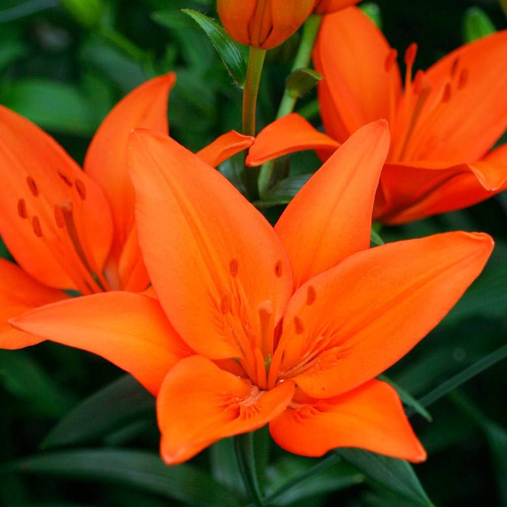 Lily Lilium spp. for planting in flower bed