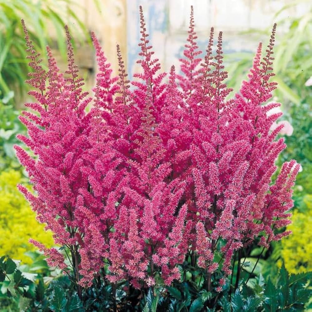 Purple Astilbe Flower Seeds For Planting