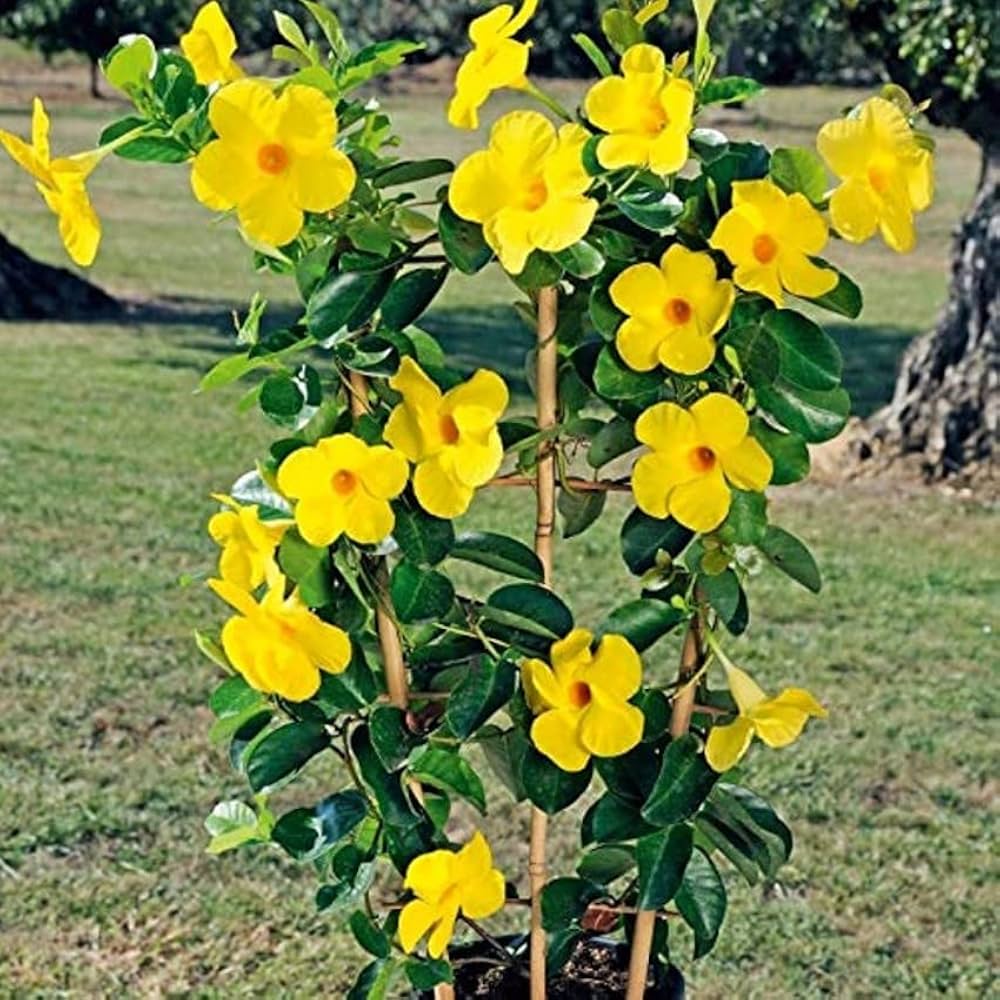 Mandevilla Sanderi Mandevilla sanderi for planting in climbing garden