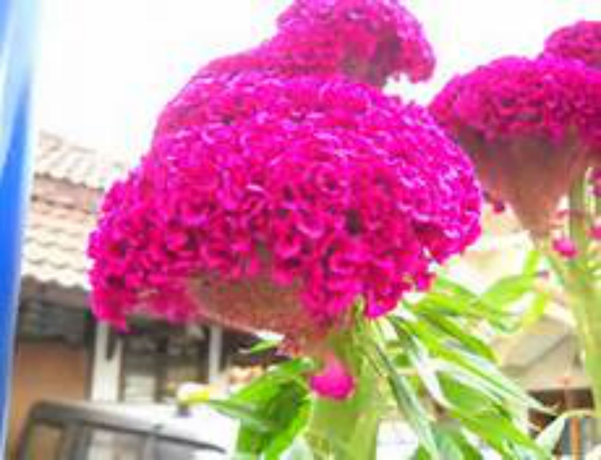 Brain Celosia Celosia cristata for planting in tropical garden