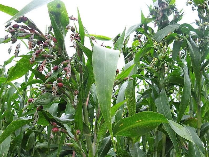 Job's Tears Grain Flower seeds for Planting - Perfect for Borders, Heirloom & GMO Free Seeds for Home Garden
 
 Sale seeds for home garden