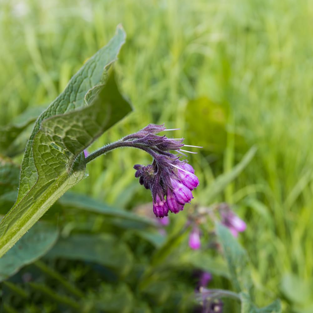 Trichoglottis (Trichoglottis Flower) seeds for planting in home garden