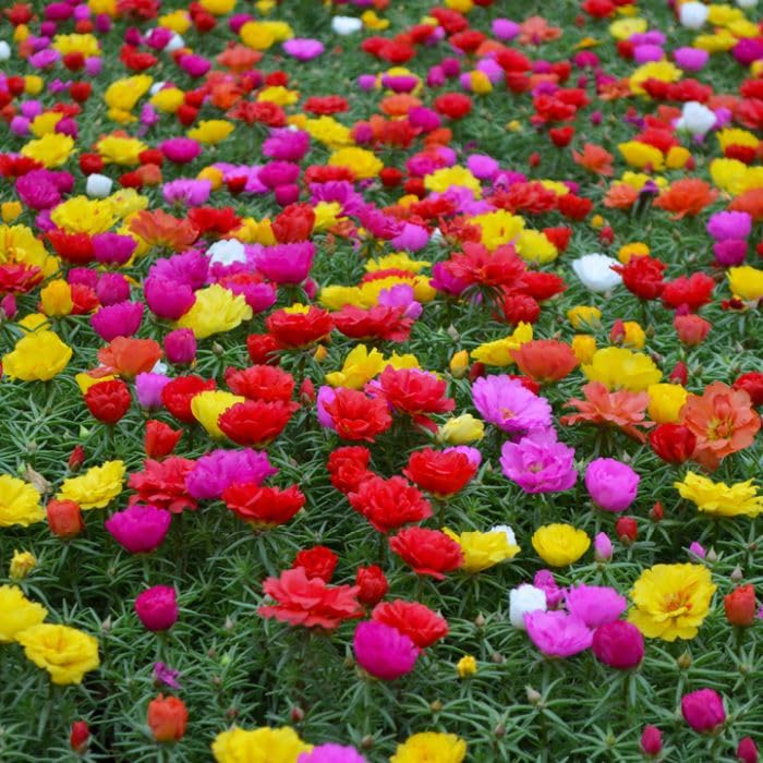 Mixed Portulaca Rose Flower seeds for Planting - Perfect for Borders, Heirloom & GMO Free Seeds for Home Garden
 
 Sale seeds for home garden
