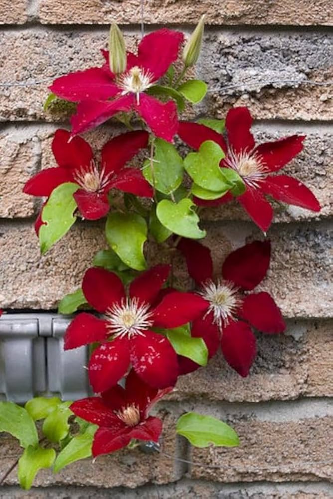 Clematis Burgundy Flower seeds for Planting - Low Maintenance, Heirloom & GMO Free Seeds for Home Garden
 
 Sale for planting in home garden.