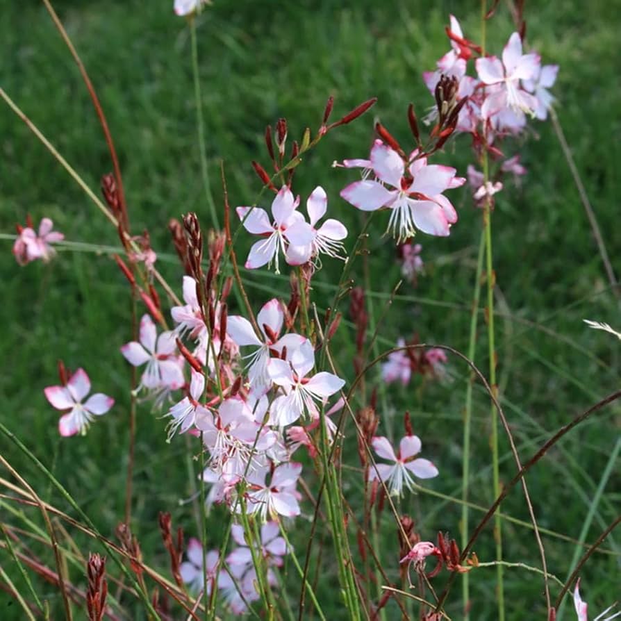 Gaura Lindheimeri Seeds for planting in wildflower garden