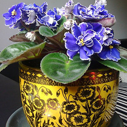 Violet Matthiola Incana Flower seeds for Planting - Shade Tolerant, Heirloom & GMO Free Seeds for Home Garden
 
 Sale seeds for home garden