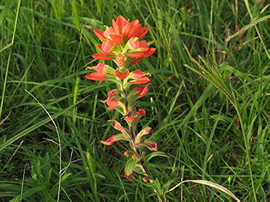 Indian Paintbrush Castilleja indivisa for wild garden planting