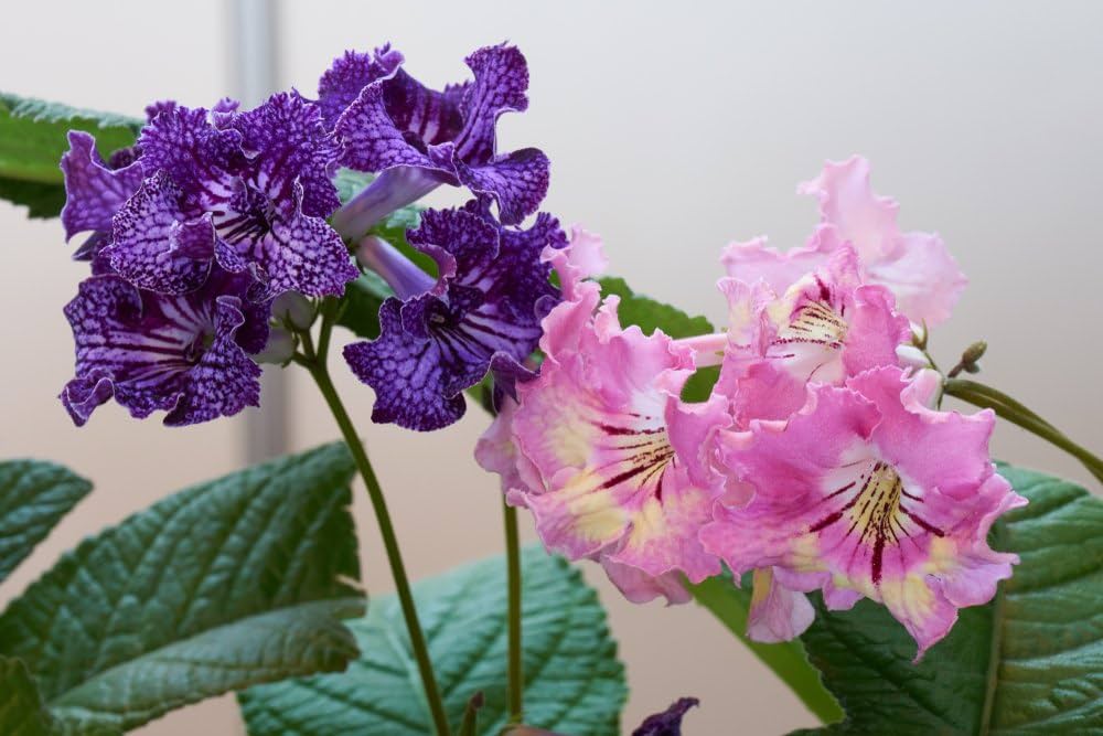 Italy Cape Primrose Streptocarpus spp for planting in indoor garden