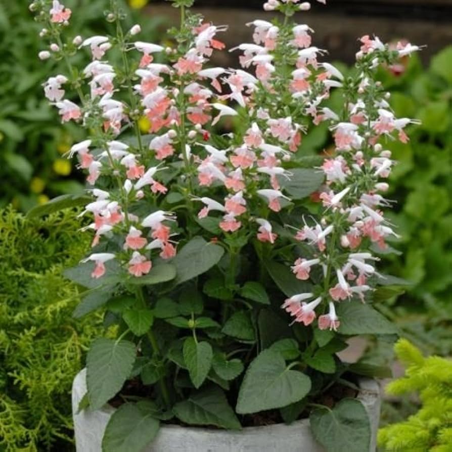 Summer Jewel Pink Salvia Nemorosa for planting in cottage garden