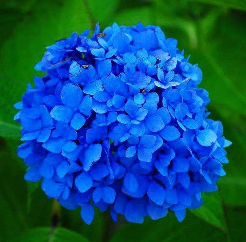 Deep Blue Hydrangea Flower seeds for Planting - Bright Blooms, Heirloom & GMO Free Seeds for Home Garden
 
 Sale seeds for planting in home garden