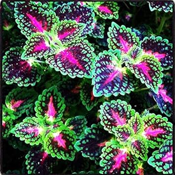 Purple Yellow Primula Malacoides Seeds for Planting Shade Tolerant Heirloom & GMO Free Seeds for Home Garden
 
 Sale for planting in home garden