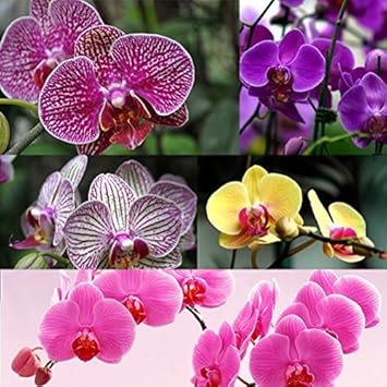 Multi-Colored Phalaenopsis Orchid Flower seeds for Planting - Long Bloom Season, Heirloom & GMO Free Seeds for Home Garden
 
 Sale seeds for home garden