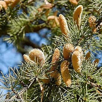 Cedrus Deodara Tree Seeds for Planting - Cut Flower Favorite, Heirloom & GMO Free Seeds for Home Garden
 
 Sale seeds for home garden