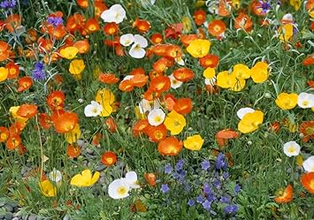 Nudicaule Flower seeds for Planting Fragrant Blossoms Heirloom & GMO Free Seeds for Home Garden 
 
 Sale for planting in home garden