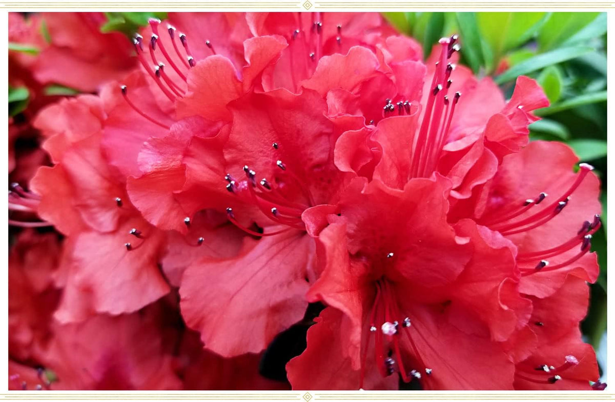 Red Azaleas Flower seeds for Planting - Cut Flower Favorite, Heirloom & GMO Free Seeds for Home Garden
 
 Sale for planting in home garden