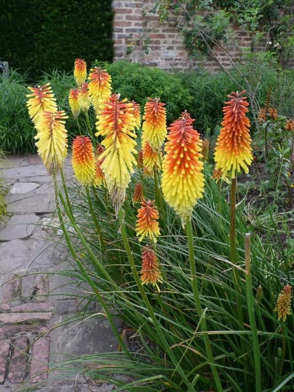 Torch Lily Seeds Kniphofia uvaria for Planting in Flower Border and Pollinator Garden