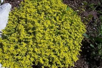Yellow Stonecrop Flower seeds for Planting - Garden Favorite, Heirloom & GMO Free Seeds for Home Garden
 
 Sale for planting in home garden.