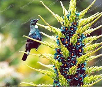 Violet Sapphire Tower Flower seeds for Planting - Drought Tolerant, Heirloom & GMO Free Seeds for Home Garden
 
 Sale for planting in home garden.