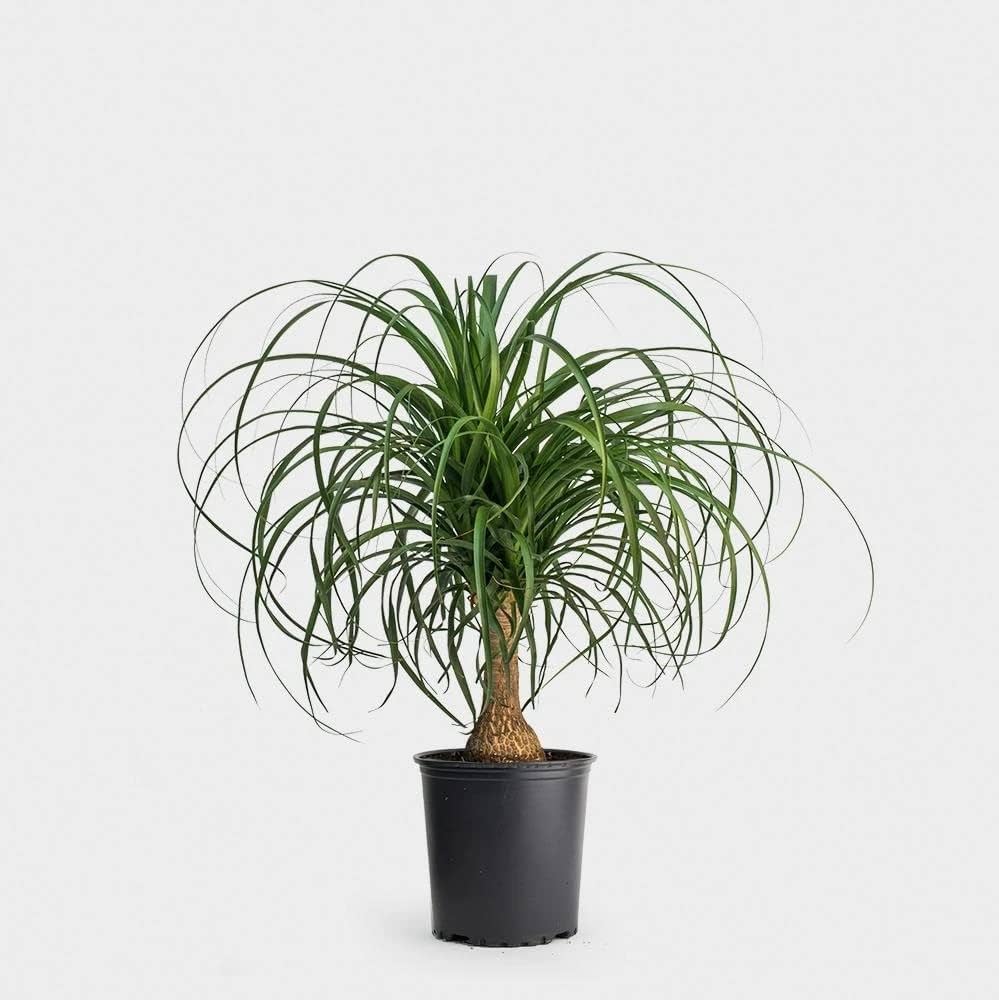 Ponytail Palm Seeds: Grow Beaucarnea Recurvata For A Unique Planting Experience Plant Seeds