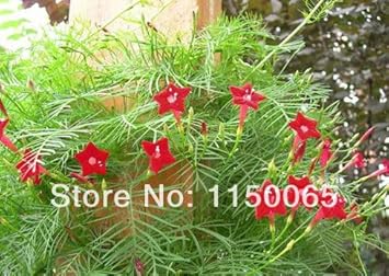 Red Cypress Flower seeds for Planting - Long Bloom Season, Heirloom & GMO Free Seeds for Home Garden
 
 Sale for planting in home garden