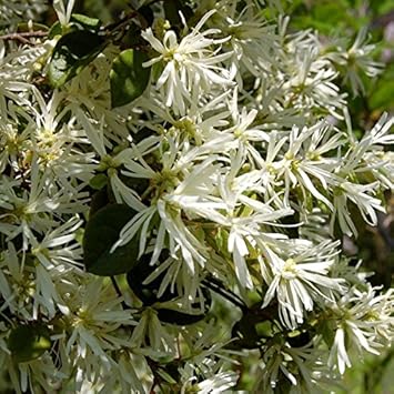 White Loropetalum Flower seeds for Planting - Low Maintenance, Heirloom & GMO Free Seeds for Home Garden
 
 Sale seeds for planting in home garden