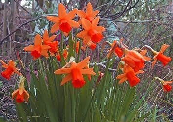 Red Daffodils Flower seeds for Planting Low Maintenance Heirloom & GMO Free Seeds for Home Garden 
 
 Sale seeds for home garden planting