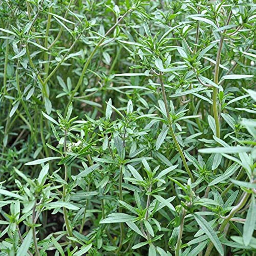 Sommer Savory Satureja hortensis for planting in herb garden