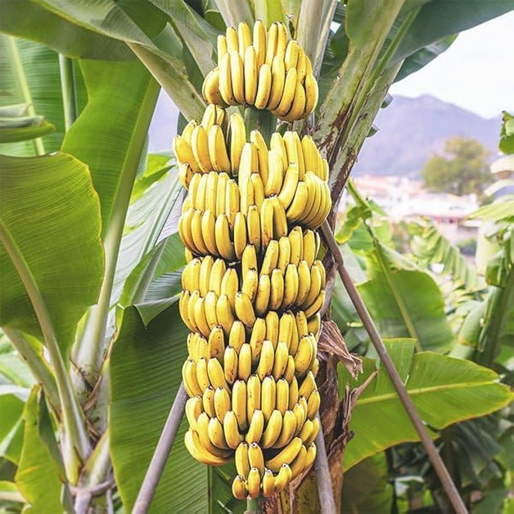 Snow Banana Musa spp. for planting in tropical garden