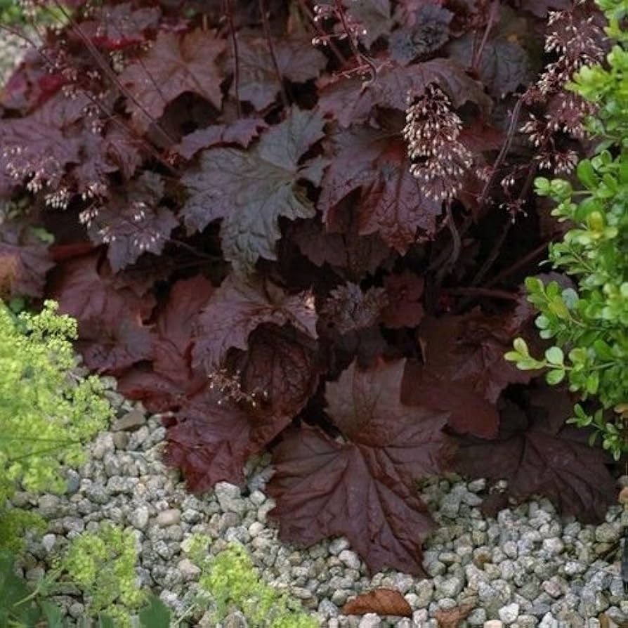 Heuchera micrantha Palace Purple for planting in shade garden