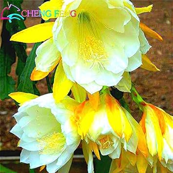 Burgundy Gladiolus Flower Seeds for Planting Compact Growth Heirloom & GMO Free Seeds for Home Garden
 
 Sale for planting in home garden
