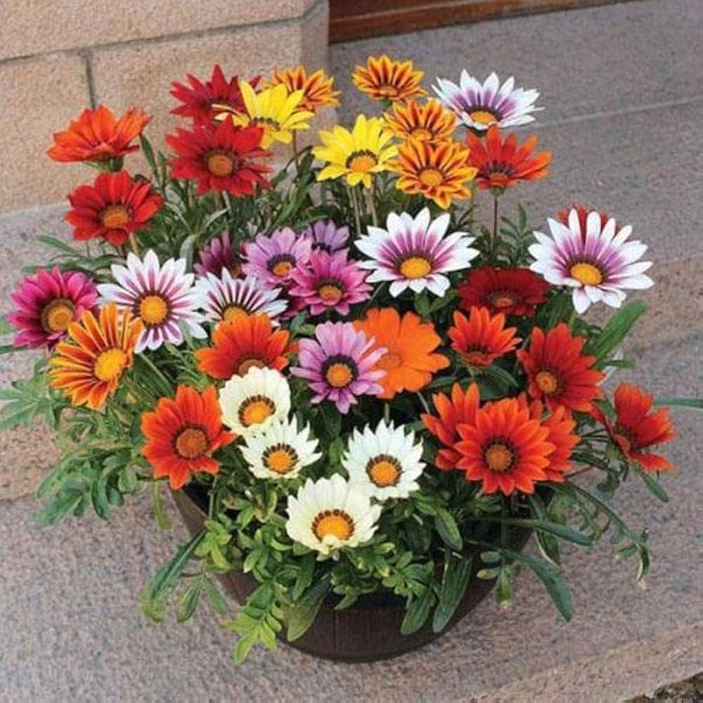Gazania Sunflower Medal Daisy Gazania spp. for planting in flower bed