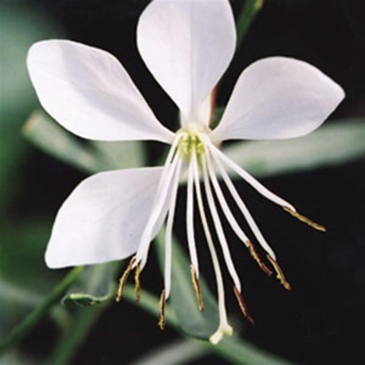 Gaura Whirling Mariposas Flower Seeds - Flower seeds for Planting - Hardy Variety, Heirloom & GMO Free Seeds for Home Garden
 
 Sale for planting in home garden