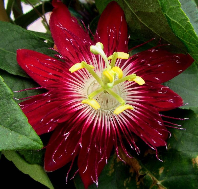 Pink Passion Exotic Flower Seeds (TST127)