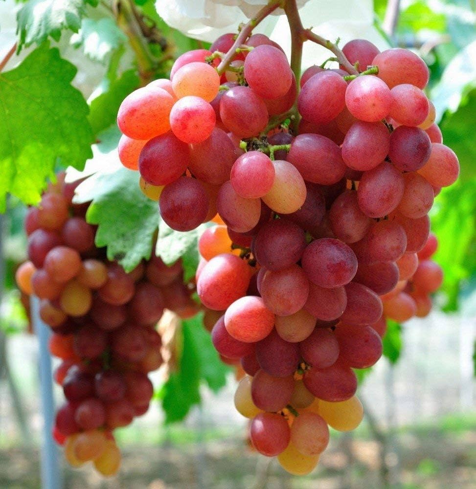 Exotic Elegance: Grape Fruit Seeds For Planting Red Green