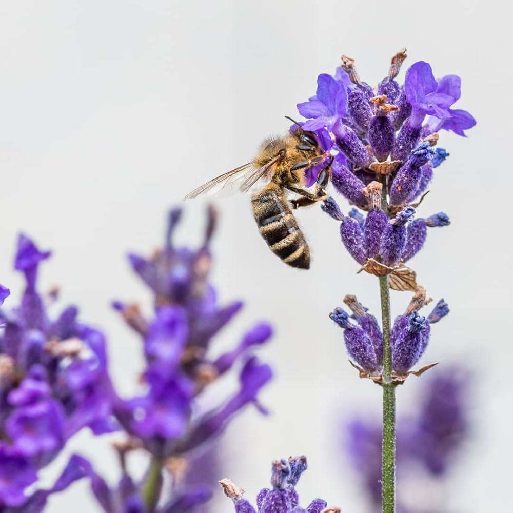 Organic Lavender Lavandula angustifolia bonsai flower seeds