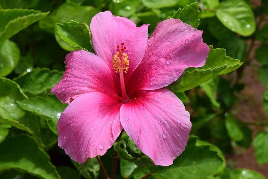Hibiscus Amethyst perennial for tropical garden planting