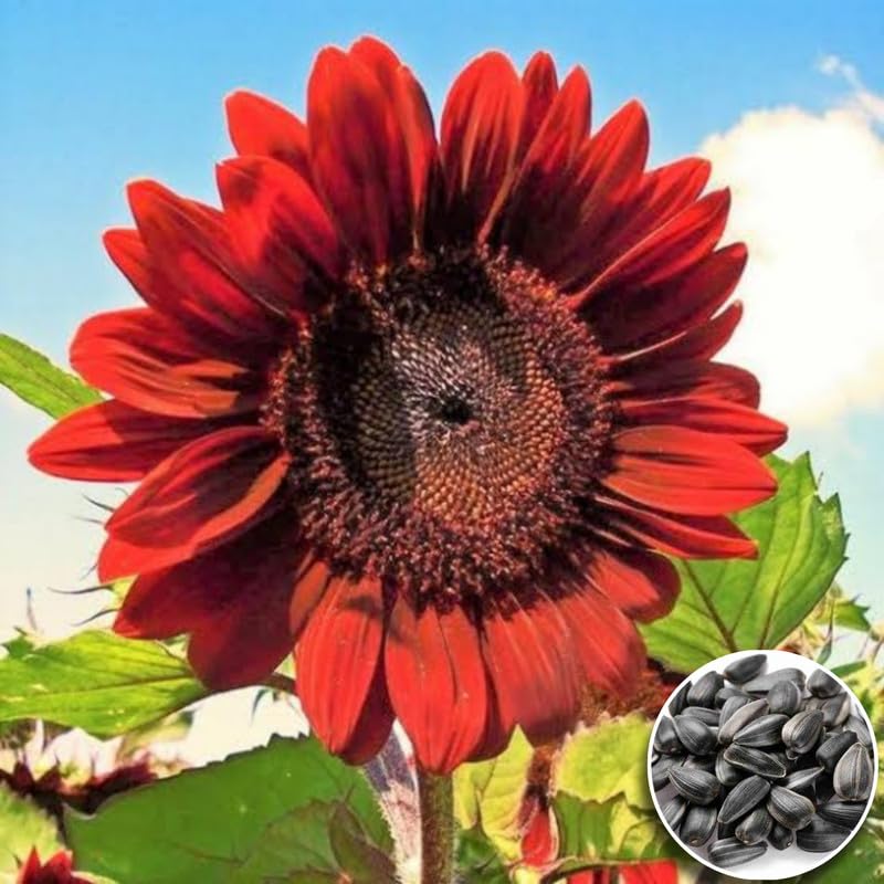 Red Sunflower Helianthus annuus Seeds for planting in flower bed