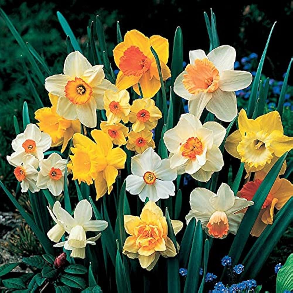 White Daffodil Flower Seeds For Easy Planting