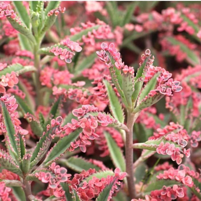 Brown Kalanchoe Bonsai Flower seeds for Planting - Cut Flower Favorite, Heirloom & GMO Free Seeds for Home Garden
 
 Sale for planting in home garden.