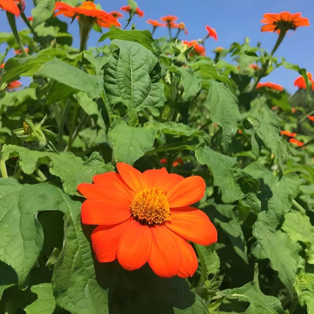 Mexikanische Sonnenblumenkerne Mexican sunflower seeds
