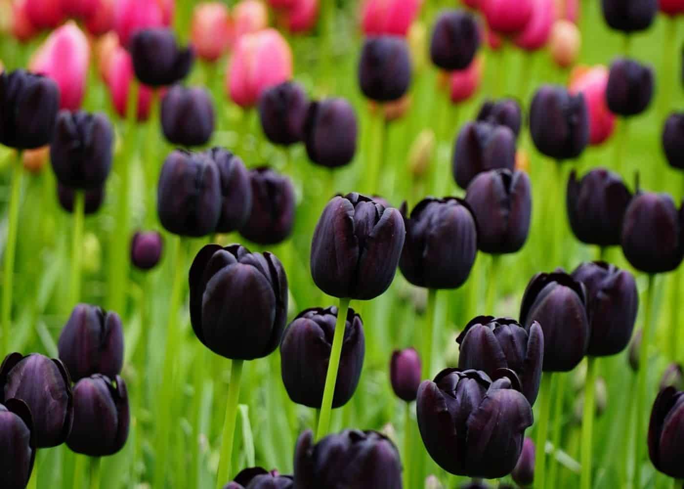 Black Tulip Flower Seeds For Planting